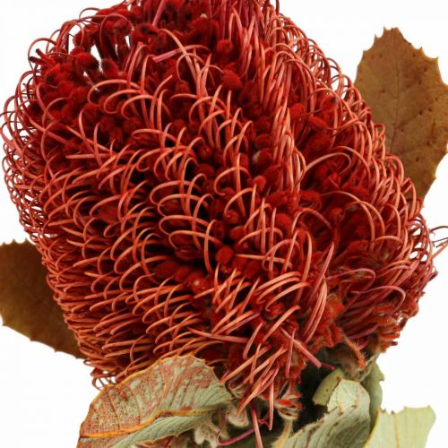 Floristik24 Banksia Baxteri Banksie Fiori secchi esotici rossi Confezione da 10