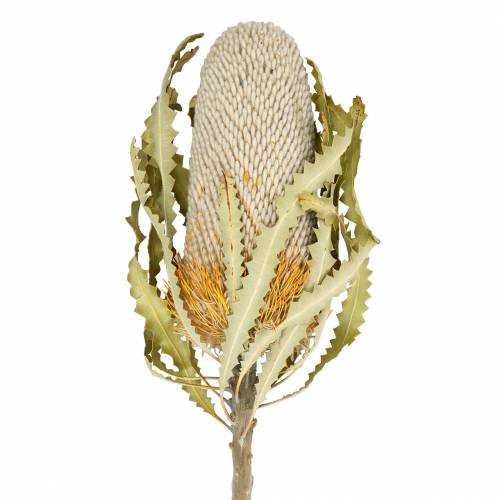 Floristik24 Banksia Hookerana naturale 7 pz