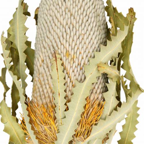 Floristik24 Banksia Hookerana naturale 7 pz