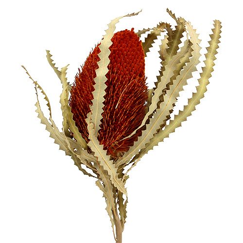 Floristik24 Banksia Hookerana Arancio 7pz