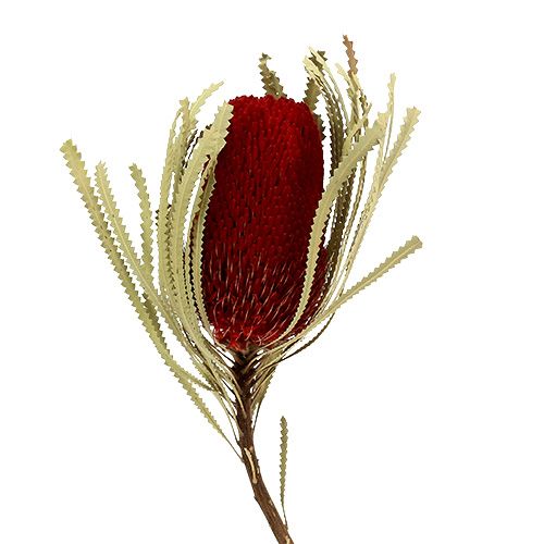 Banksia Hookerana rosso 7pz