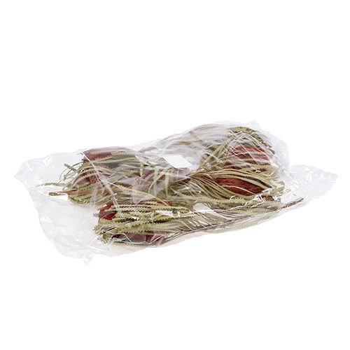 Floristik24 Banksia Hookerana rossa 7 pz
