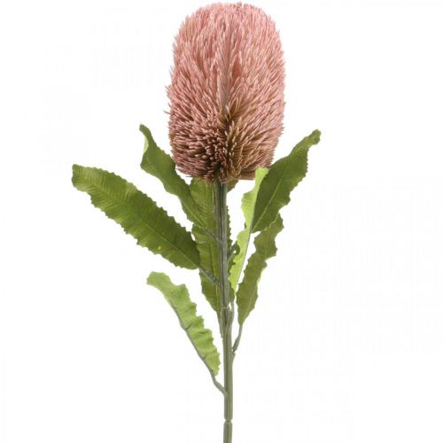 Floristik24 Fiore artificiale Banksia rosa decorazione autunnale floristica commemorativa 64 cm