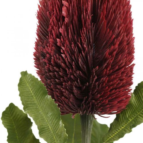 Prodotto Fiore artificiale Banksia Rosso Borgogna Esotici artificiali 64 cm
