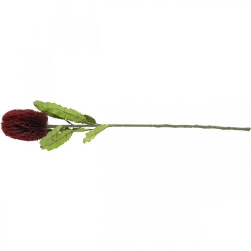 Prodotto Fiore artificiale Banksia Rosso Borgogna Esotici artificiali 64 cm