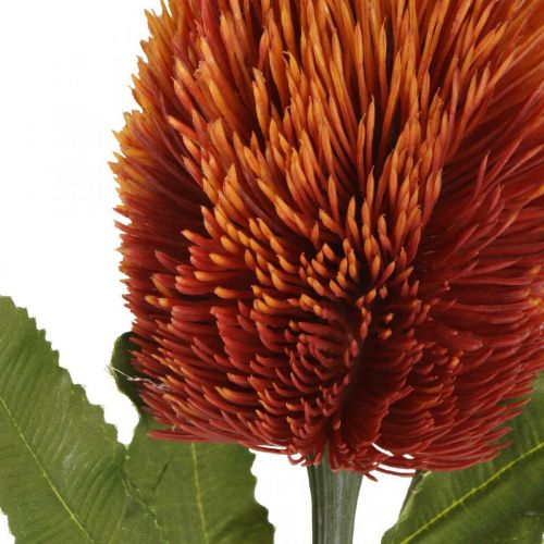 Prodotto Fiore artificiale Banksia Arancio Decorazione autunnale Fiori funerari 64 cm