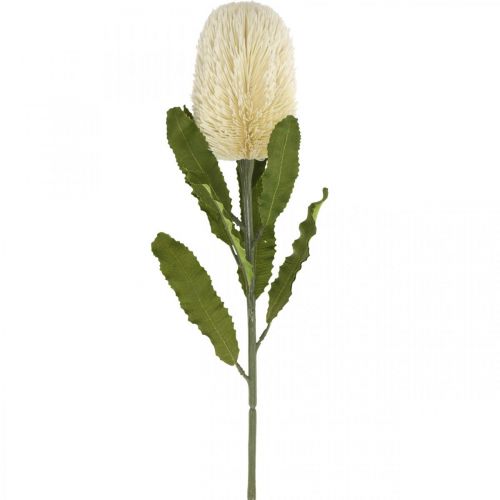 Floristik24 Artificial Flower Banksia White Cream Artificial Exotics 64cm