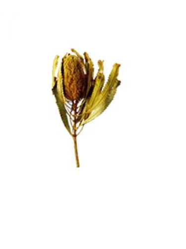 Floristik24 Banksia Hookerana giallo 7 pezzi