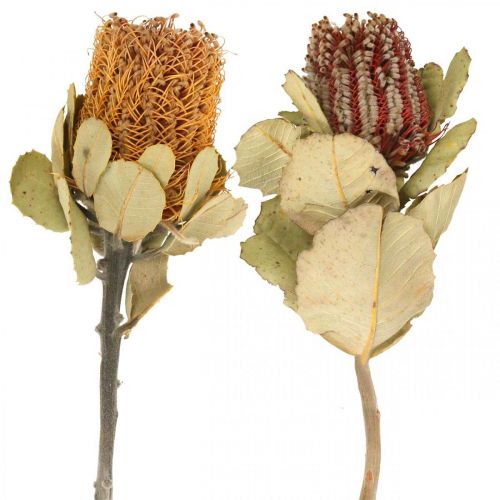 Prodotto Banksia coccinea fiori secchi natura 10pz