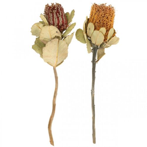 Floristik24 Banksia coccinea fiori secchi naturali 10 pz