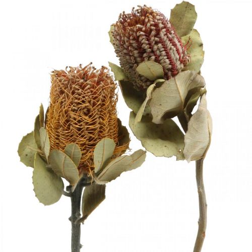 Banksia coccinea fiori secchi natura 10pz