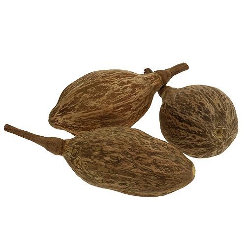 Floristik24 Frutto di baobab sbucciato 15 cm - 20 cm naturale 5 pz