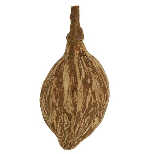 Floristik24 Frutto di baobab sbucciato 15 cm - 20 cm naturale 5 pz