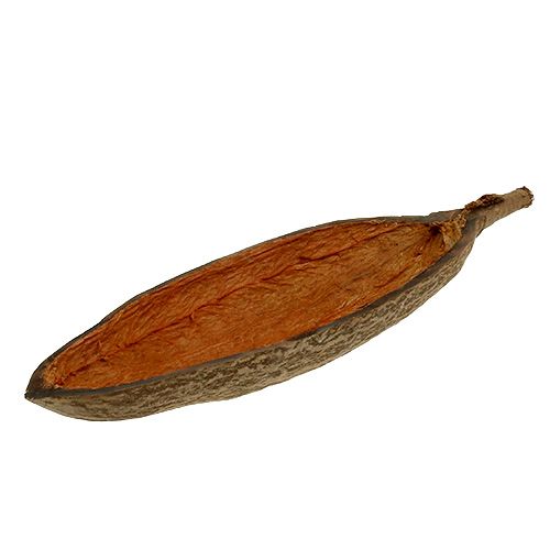 Floristik24 Baobab shell nature 30cm - 38cm pelato