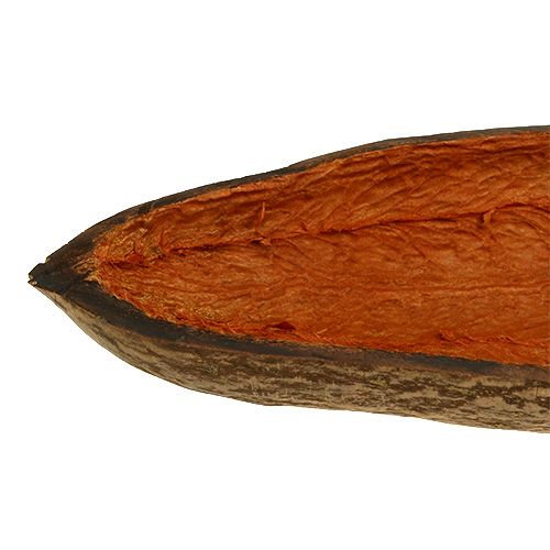 Floristik24 Baobab shell nature 30cm - 38cm pelato