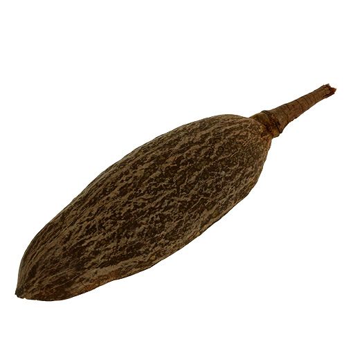 Floristik24 Baobab shell nature 30cm - 38cm pelato