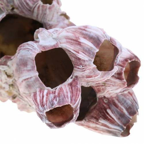 Floristik24 Cirripedi decorativi in conchiglia naturali 12-16 cm 3 pz