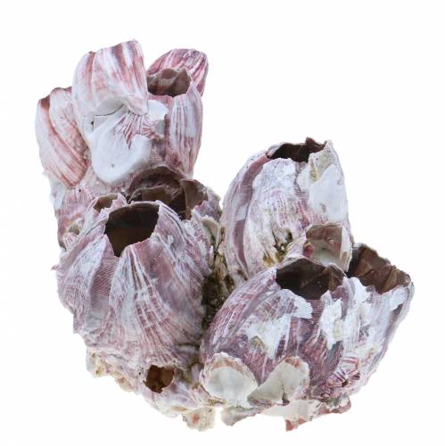 Cirripedi decorativi in conchiglia naturali 12-16 cm 3 pz