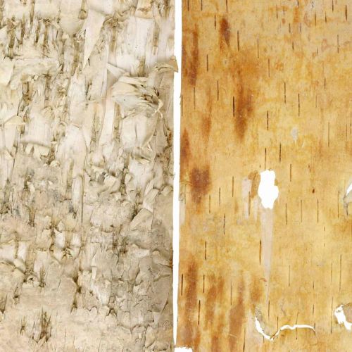 Floristik24 Strisce decorative di corteccia d'albero corteccia di betulla naturale 30×12 cm 6 pezzi