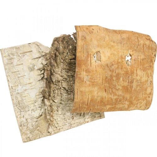 Floristik24 Corteccia d'albero corteccia decorativa corteccia di betulla quadrata naturale 10×10 cm 6 pz