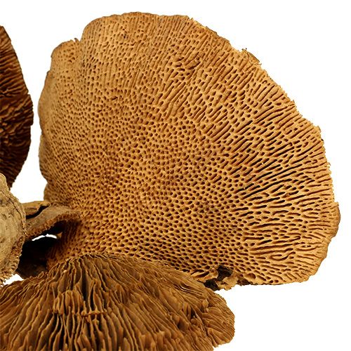 Floristik24 Spugna albero natura 2kg