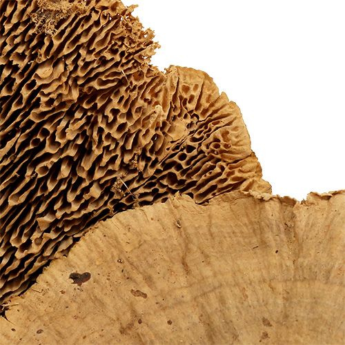 Floristik24 Spugna d&#39;albero natura 500g
