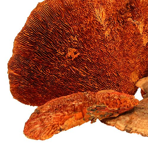 Prodotto Spugna per albero arancione 1kg