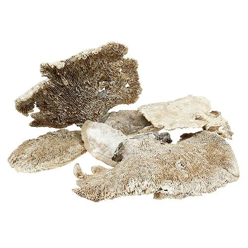 Floristik24 Spugna per albero lavata bianca 1kg