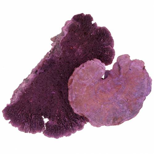 Floristik24 Spugna per albero viola bianca lavata 1kg