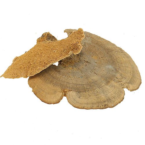 Floristik24 Funghi decorativi naturali in spugna per albero secchi 6 cm 1 kg