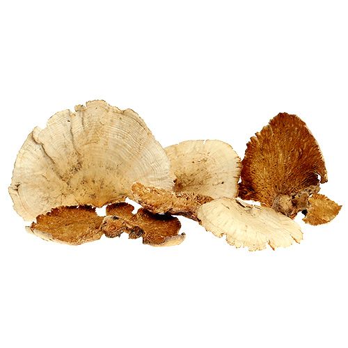 Spugna per albero sbiancata 1kg