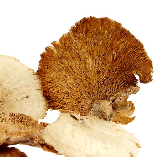 Prodotto Spugna per albero sbiancata 1kg