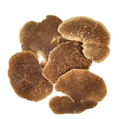 Spugna per albero piccola decorazione naturale di funghi alberello 4-6 cm 1 kg
