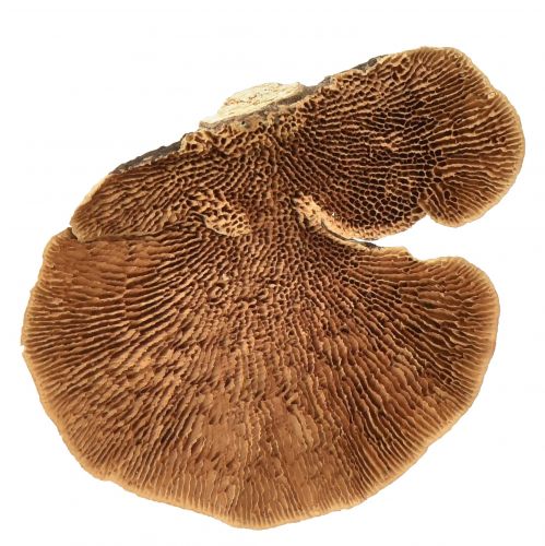 Prodotto Spugna per albero piccola decorazione naturale di funghi alberello 4-6 cm 1 kg