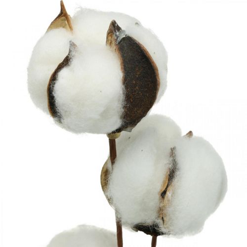 Prodotto Ramo decorativo in cotone Ramo decorativo in vero cotone 5 teste 50 cm
