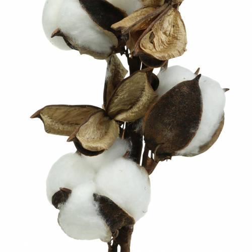 Floristik24 Ramo di cotone 75cm