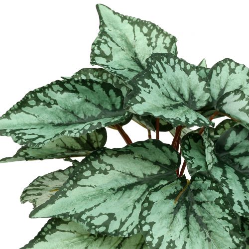 Floristik24 Cespuglio di begonia artificiale pianta artificiale verde 34 cm