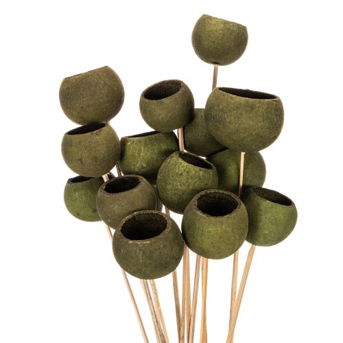 Campanula su stelo, verde, fiori esotici essiccati, 5 cm, 15 pezzi acquistare | Floristik24.it