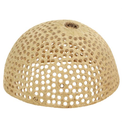 Floristik24 Coppa Campana di Frutta Secca Decorazione Naturale per Lutto 8,5-11 cm 10 pz