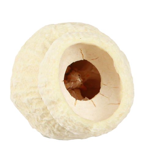 Prodotto Bellgum frutti di campana essiccati sbiancati 2,5-3,5 cm 500 g