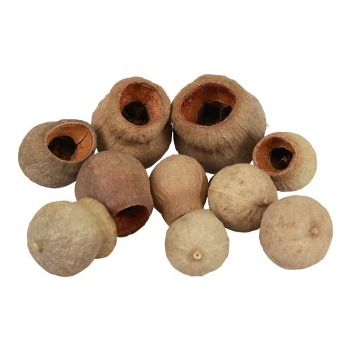 Floristik24 Bellgum bellfruit capsula frutta decorazione naturale marrone 500g