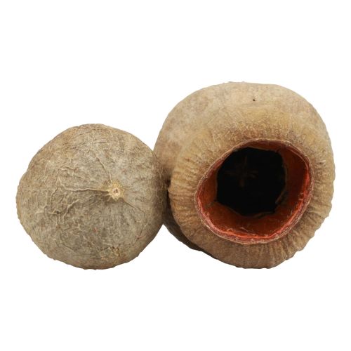 Floristik24 Bellgum bellfruit capsula frutta decorazione naturale marrone 500g