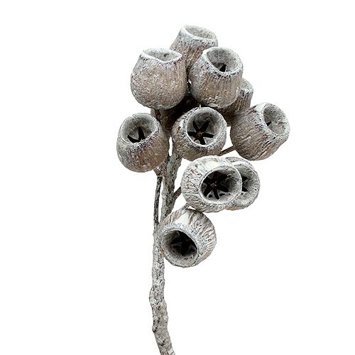Ramo Bellgum con 5-7 frutti bianco lavato 20pz