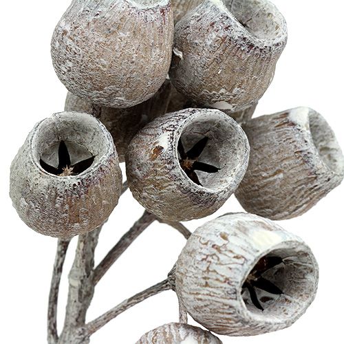 Prodotto Ramo di Bellgum con 5-7 frutti lavati di bianco 20 pz