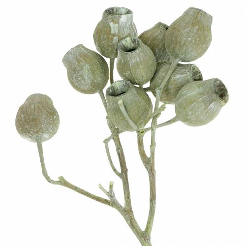Floristik24 Ramo di Bellgum 5 cm - 7 cm verde smerigliato 20 pz