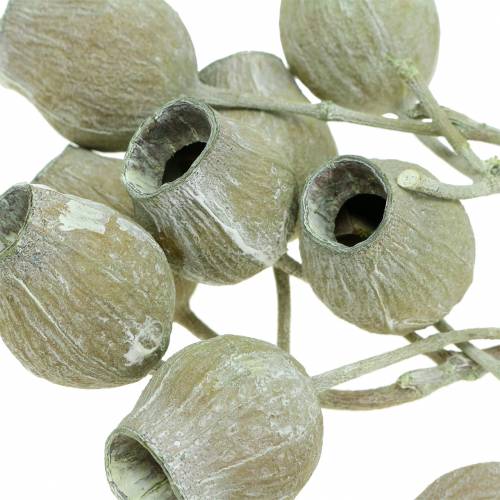 Prodotto Ramo di Bellgum 5 cm - 7 cm verde smerigliato 20 pz