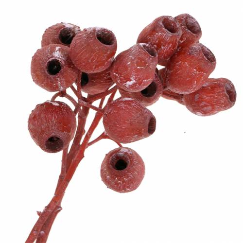 Floristik24 Ramo di Bellgum 5 cm - 7 cm rosso smerigliato 20 pz