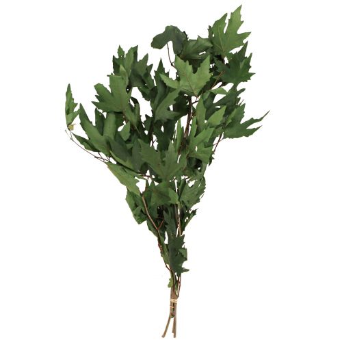Prodotto Rami di sicomoro foglie foglie di acero decorative verdi 50-60 cm 100 g