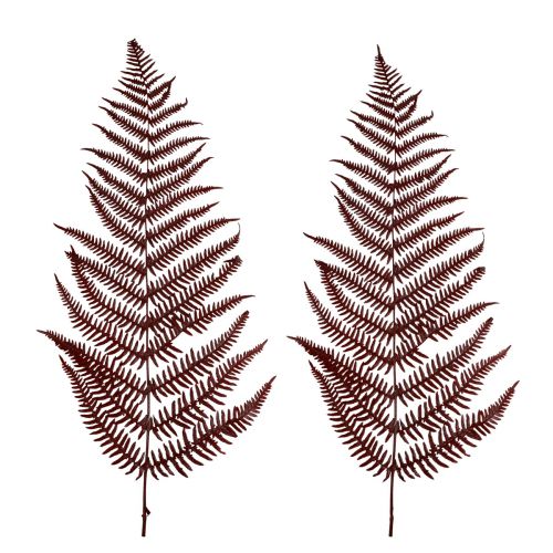 Prodotto Felce decorativa di felce di montagna foglie essiccate rosso vino 50 cm 20 pz