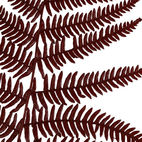 Prodotto Felce decorativa di felce di montagna foglie essiccate rosso vino 50 cm 20 pz